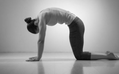 Mârjâryâsana : les chats